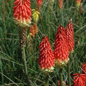 Flamenco Mix Torchlily 4.25"/quart pot