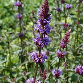 Purple Haze Hyssop #1 gallon pot