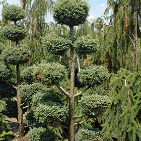 Cyano-Viridis Poodle Form Falsecypress #6 gallon pot - Pompon