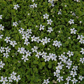 Blue Star Creeper 24-cell flat