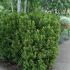 Hicks Yew #5 gallon pot - 18" spread
