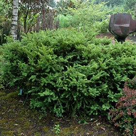 Taunton's Yew #2 gallon pot