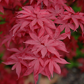 Twombly's Red Sentinel Japanese Maple #6 gallon pot