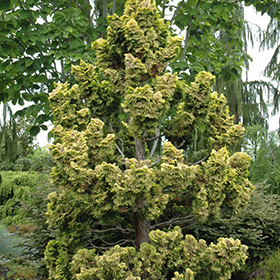 Dwarf Golden Hinoki Falsecypress #3 gallon pot
