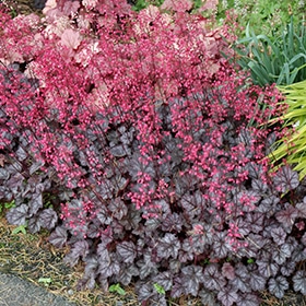 Glitter Coral Bells #1 gallon pot