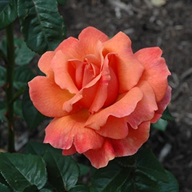 Easy Does It Rose #3 gallon pot