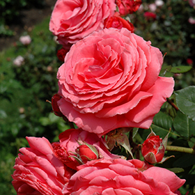 America Rose #3 gallon pot