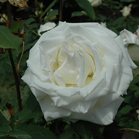 Pope John Paul II Rose #3 gallon pot