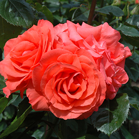 Marmalade Skies Rose #3 gallon pot