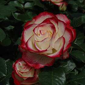 Cherry Parfait Rose #3 gallon pot