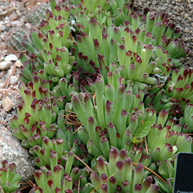 Oddity Hens And Chicks 4.25"/quart pot
