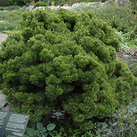 Sherwood Compact Mugo Pine #3 gallon pot