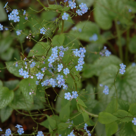 Alexander's Great Bugloss #1 gallon pot