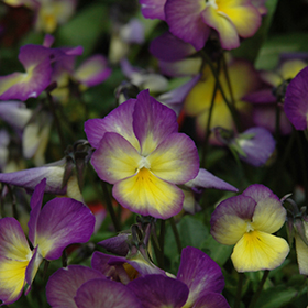 Celestial Starry Night Pansy 4.25"/quart pot