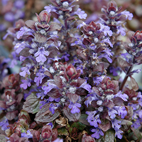 Bronze Beauty Bugleweed 38-cell flat