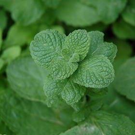 Apple Mint 3.25"/pint pot - Chef Jeff