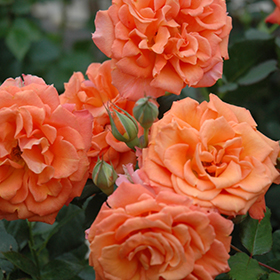 Adobe Sunrise Rose #3 gallon pot