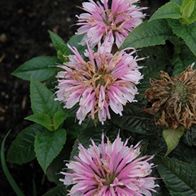 Lilac Lollipop Beebalm #1.5 gallon pot