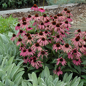 Purple Emperor Coneflower #1 gallon pot