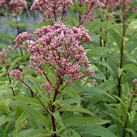 Baby Joe Dwarf Joe Pye Weed #1.5 gallon pot