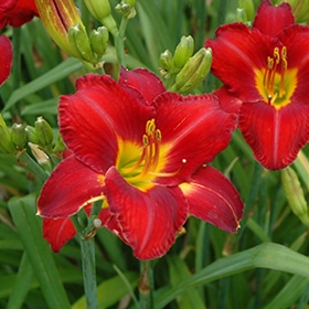 Chicago Apache Daylily #1.5 gallon pot