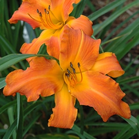 Rainbow Rhythm Primal Scream Daylily #1.5 gallon pot - Proven Winners
