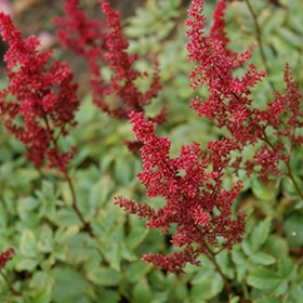 August Light Astilbe #1.5 gallon pot
