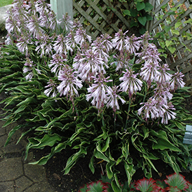 Praying Hands Hosta #1 gallon pot