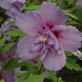 Blue Chiffon Rose of Sharon #1.5 gallon pot - Proven Winners