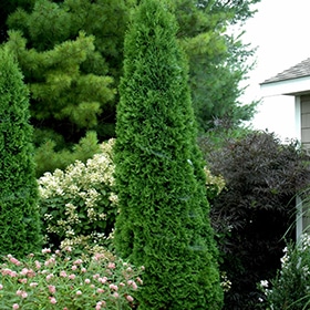 North Pole Arborvitae #3 gallon pot - Proven Winners