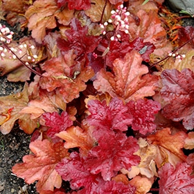 Fire Alarm Coral Bells #1 gallon pot