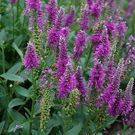 Very Van Gogh Speedwell #1.5 gallon pot