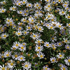 Blue Star Japanese Aster #1 gallon pot