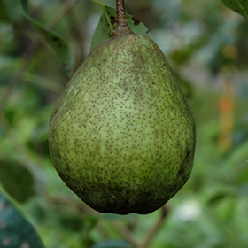 Kieffer Pear #7 gallon pot - Hollybrook Farms