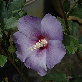 Azurri Blue Satin Rose of Sharon #5 gallon pot - Proven Winners