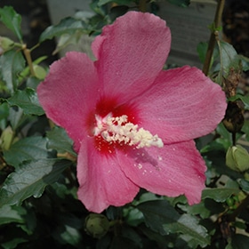 Lil' Kim Red Rose of Sharon #5 gallon pot - Proven Winners