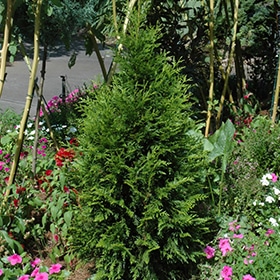 Steeplechase Arborvitae #3 gallon pot