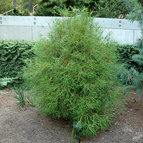 Franky Boy Arborvitae #3 gallon pot