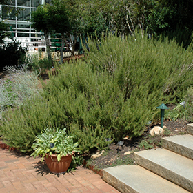 Rosemary 4.25"/Grande pot - Proven Winners