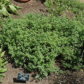 Greek Oregano 3.25"/pint pot - Chef Jeff