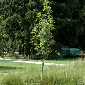 Armstrong Gold Red Maple #30 gallon pot