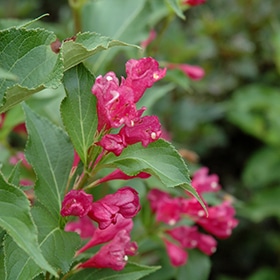 Magical Robin Weigela #3 gallon pot