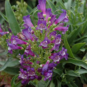 Rock Candy Blue Beard Tongue #1 gallon pot