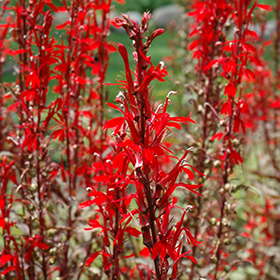 Black Truffle Cardinal Flower #2 gallon pot