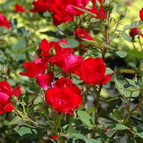 Kardinal Kolorscape Rose #2 gallon pot