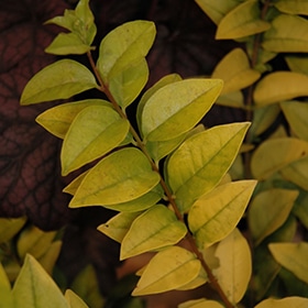 Golden Ticket Privet #1.5 gallon pot - Proven Winners