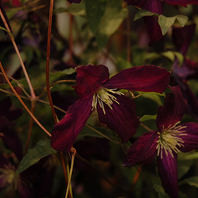 Sweet Summer Love Clematis #1.5 gallon pot - Proven Winners