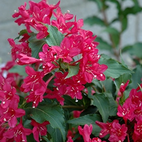 Sonic Bloom Red Reblooming Weigela #3 gallon pot - Proven Winners