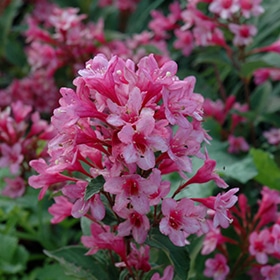 Sonic Bloom Pink Reblooming Weigela #3 gallon pot - Proven Winners