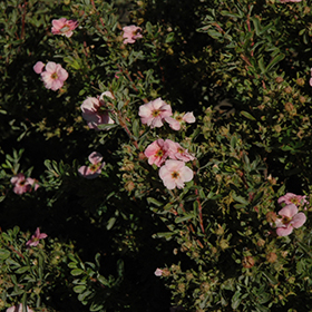 Happy Face Pink Paradise Potentilla #2 gallon pot
